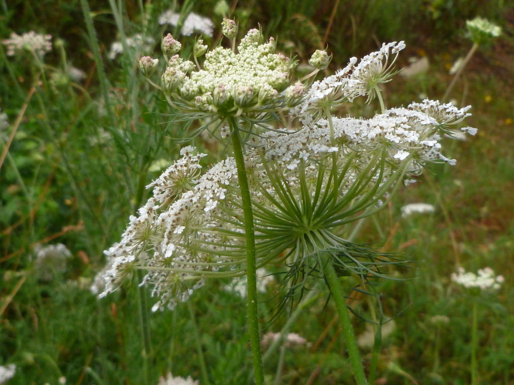 Carottes sauvages