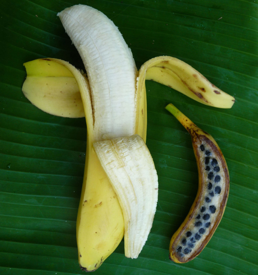 Banane de supermarché et banane sauvage