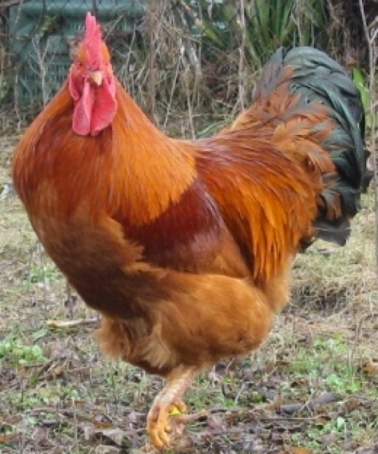 Coq