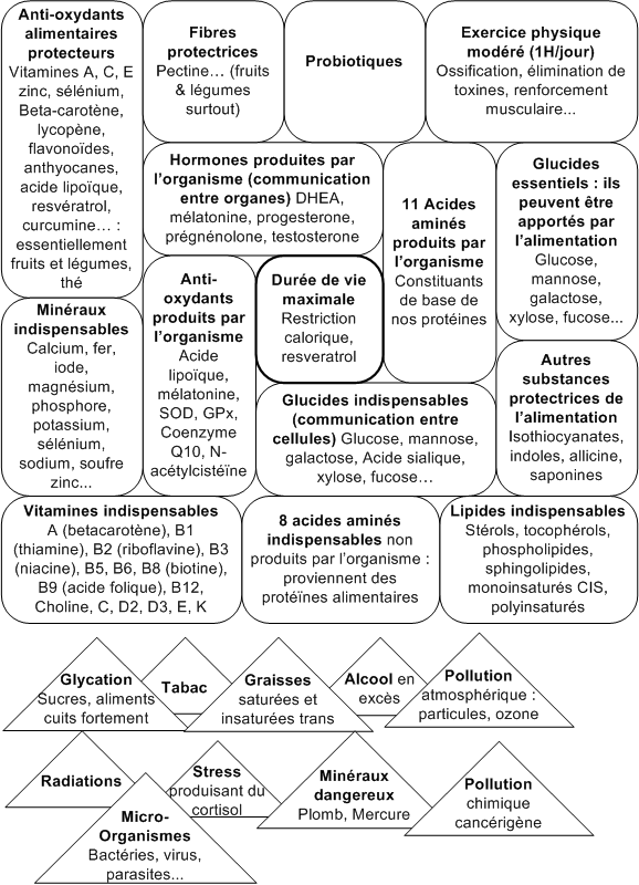  Les mécanismes du vieillissement. Pour visualiser les images, veuillez les charger. width=