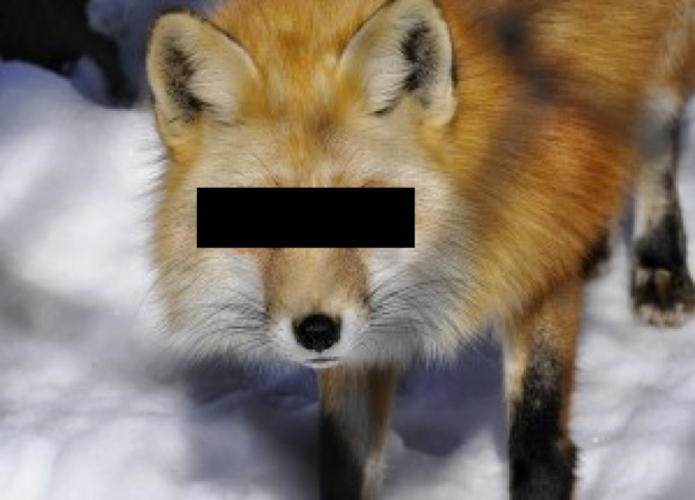 Renard