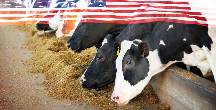 Ces vaches sont nourries de bonbons