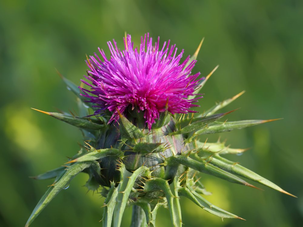 Manger du chardon ? Quelle drôle d idée Santé Nature