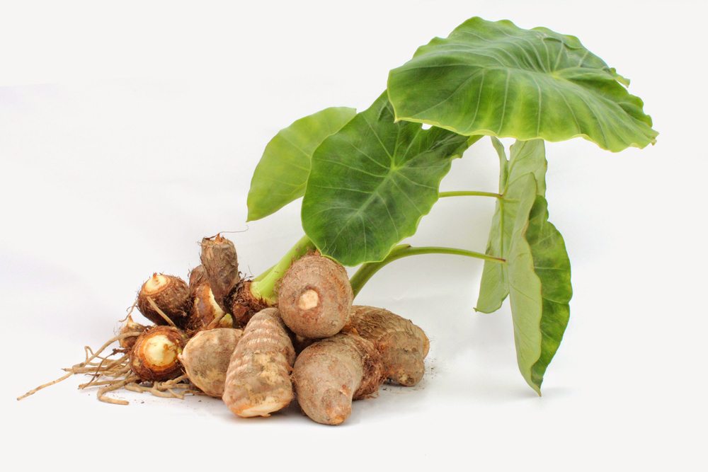 Igname sauvage : remède pour femmes