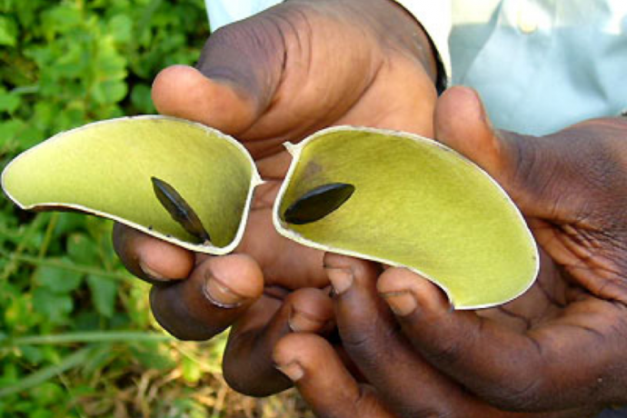 Antidépresseur naturel venu d'Afrique Griffonia_implicifolia-690x460