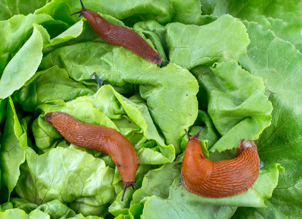 Les limaces sont bonnes pour la santé Santé Nature Innovation