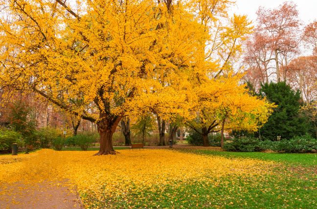 Santé du cerveau : connaissez-vous cet arbre aux feuilles d’or ? 
